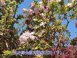 北小河公园海棠花儿开（下）