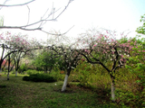4月16日唐山植物园的碧桃园