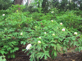 马年唐山植物园牡丹花初绽
