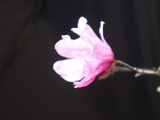 [转载]百花62.58咏粉菊星花玉兰（七律）