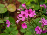 【百花七绝】之二百二十三·酢浆草花妆和一路芬芳