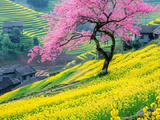 [转载]我喜欢春天