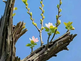 枯木逢春时