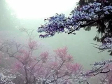 [转载]【原创】读诗人默兄《浅斟梦音君（丙午春题之八）鸠拙五律一首》有感