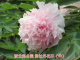 游北海公园赏牡丹花开（中）