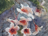家乡的油桐花开了（水彩202604浩亮画）