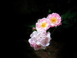 [转载]花之韵285：诗意蔷薇