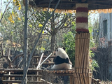 霜降前动物园可爱的熊猫（2）