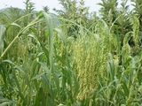诗经里的植物---诗经里的植物---黍（今名黍、亦称黄米）