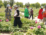 菏泽冠宇牡丹园观赏牡丹（2）
