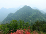 九仰坪又见杜鹃满山红