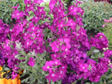 [转载]百花62.84蜂室伞形屈曲花（七律）