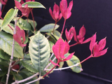 [转载]百花62.91虔南桂妃彩叶桂（七律）