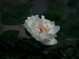 [转载]玫瑰花又开