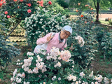 武汉植物园：月季花、玫瑰花和蔷薇花盛开了（二）