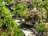 紫槐花【2026-4】--光影西河沿