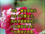 [转载]【新编诗与詞】酬赓过客君《花草随拍26》鸠拙七律一首