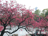 高塔栖春意，繁花醉流年2026.04.30