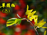 [转载]花草随拍（25）过客