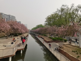 风卷香雪海，我入海棠溪