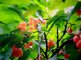 春雨樱桃/挂满枝头