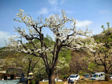 [转载]【北京】春暖花开（5）-大滩梨花