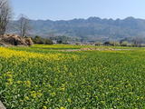 乙巳春游赣皖浙（八）黟县屏山村