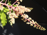 [转载]百花63.18枇杷杧誉扁桃杧（七律）