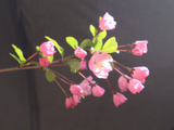 [转载]百花63.30垂丝海棠最美姿（七律）