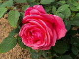 月季花绽放