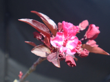 [转载]百花63.33李斯特莫兰海棠（七律）