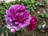 月季花绽放（2）