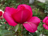 月季花绽放（3）