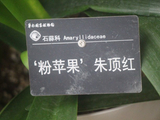 华南国家植物园、有种朱顶红叫-粉苹果