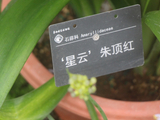 华南国家植物园、有种朱顶红叫-星云