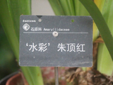 华南国家植物园、有种朱顶红叫-水彩