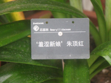 华南国家植物园、有种朱顶红叫-羞涩新娘