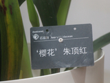 华南国家植物园、有种朱顶红叫-樱花