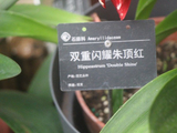 华南国家植物园、有种朱顶红叫-双重闪耀