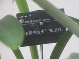 华南国家植物园、有种朱顶红叫-卡萨布兰卡