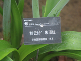 华南国家植物园、有种朱顶红叫-粉云纱
