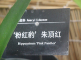 华南国家植物园、有种朱顶红叫-粉红豹