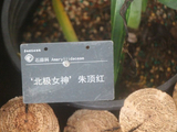 华南国家植物园、有种朱顶红叫-北极女神