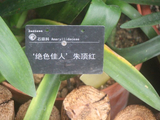 华南国家植物园、有种朱顶红叫-绝色佳人