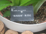 华南国家植物园、有种朱顶红叫-南海姑娘