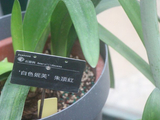 华南国家植物园、有种朱顶红叫-白色妮芙