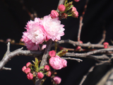 [转载]百花63.55中国麦李俏环球（七律）
