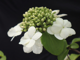 [转载]百花63.60琼花万朵美无瑕（七律）