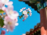 [转载]一树海棠，半卷春光：藏在庭院里的千年风雅