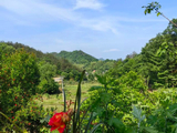 泥新巢燕闹，花尽蜜蜂溪—小记